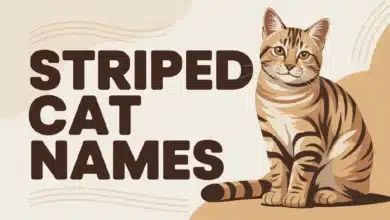 Striped Cat Names With Meanings