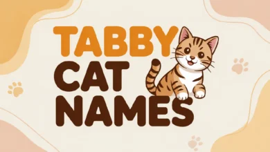 Tabby Cat Names With Meanings