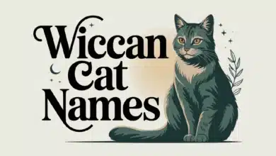 Wiccan Cat Names With Meanings