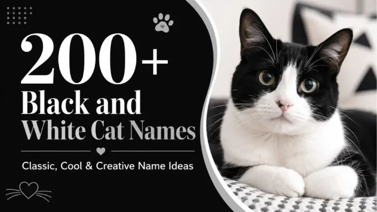 200+ Black and White Cat Names for Tuxedo, Spotted and Patchy Cats